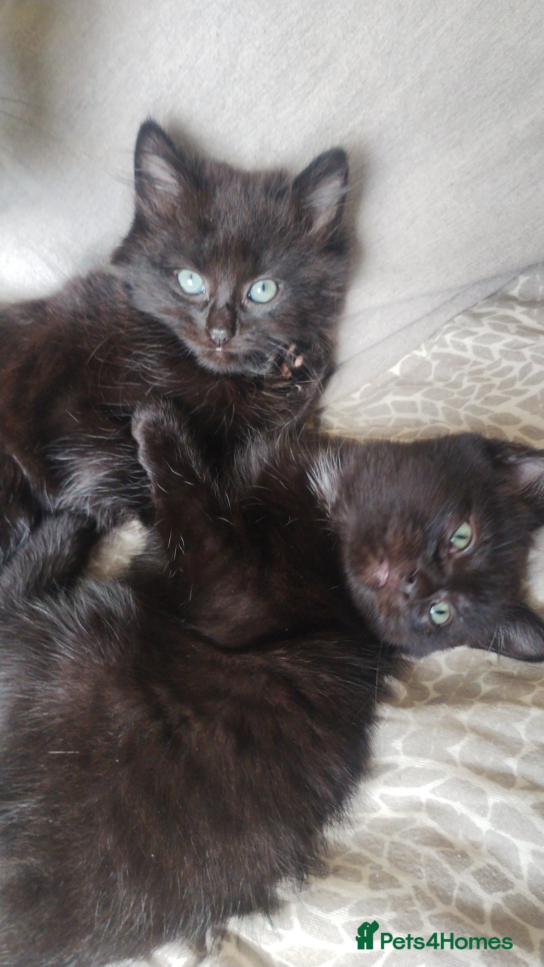 Mixed Breed cats for sale: Fluffy black kittens  - Image 2