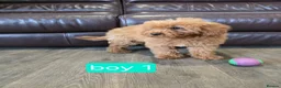 Cavapoo dogs for sale: Adorable F1B Cavapoo puppies for sale  - Advert 9