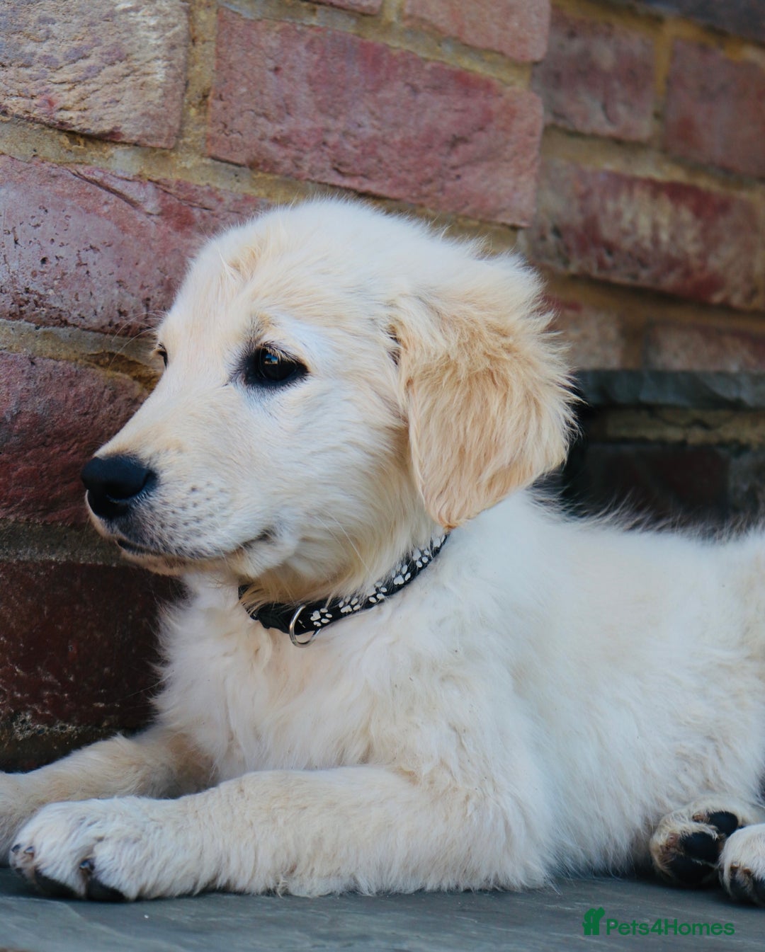 Golden Retriever dogs for sale: Golden retriever  - Image 16