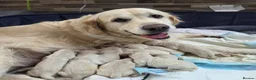 Golden Retriever dogs for sale: Stunning Cream KC registered Golden Retrievers  - Advert 12