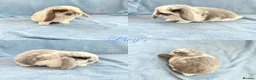 Mini Lop rabbits for sale: Baby Mini Lops Ready 01/07 - Advert 7