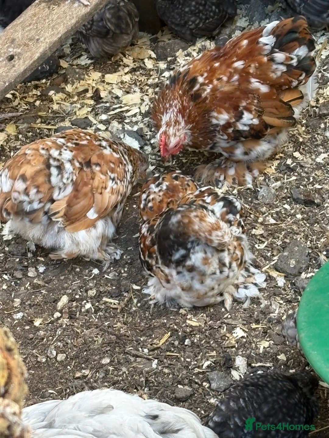 Chickens poultry for sale: Young milliefluer peking trio 16 weeks old bantam - Advert 7