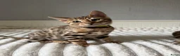 Bengal cats for sale: 🐆 Adorable pedigree Bengal kittens 🐆 - Advert 10