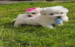 Maltese dogs for sale: ✨️Tiny Maltese. Only 2 boys and 1 girl left✨️ - Image 3