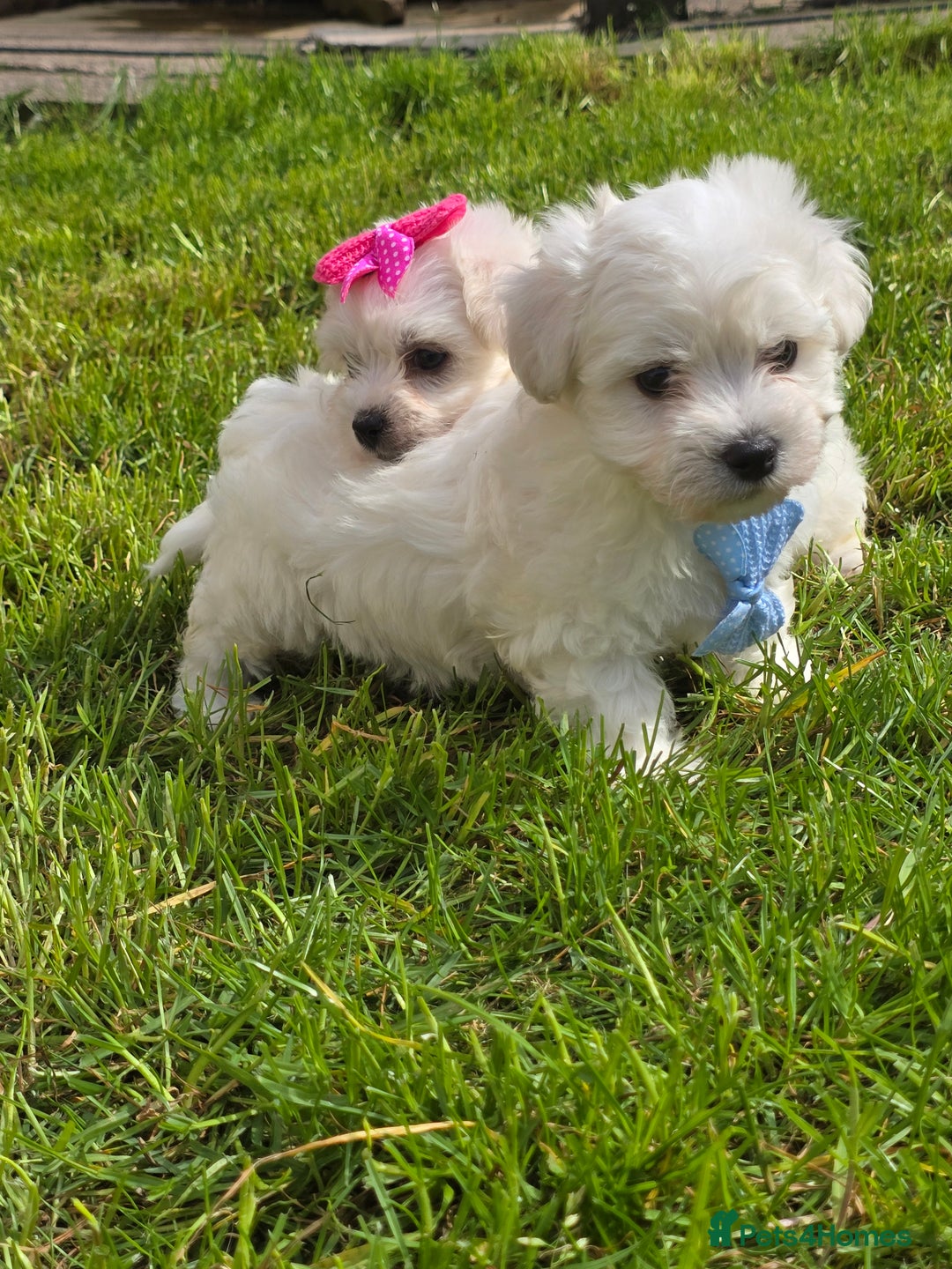 Maltese dogs for sale: ✨️Tiny Maltese. Only 2 boys and 1 girl left✨️ - Image 3