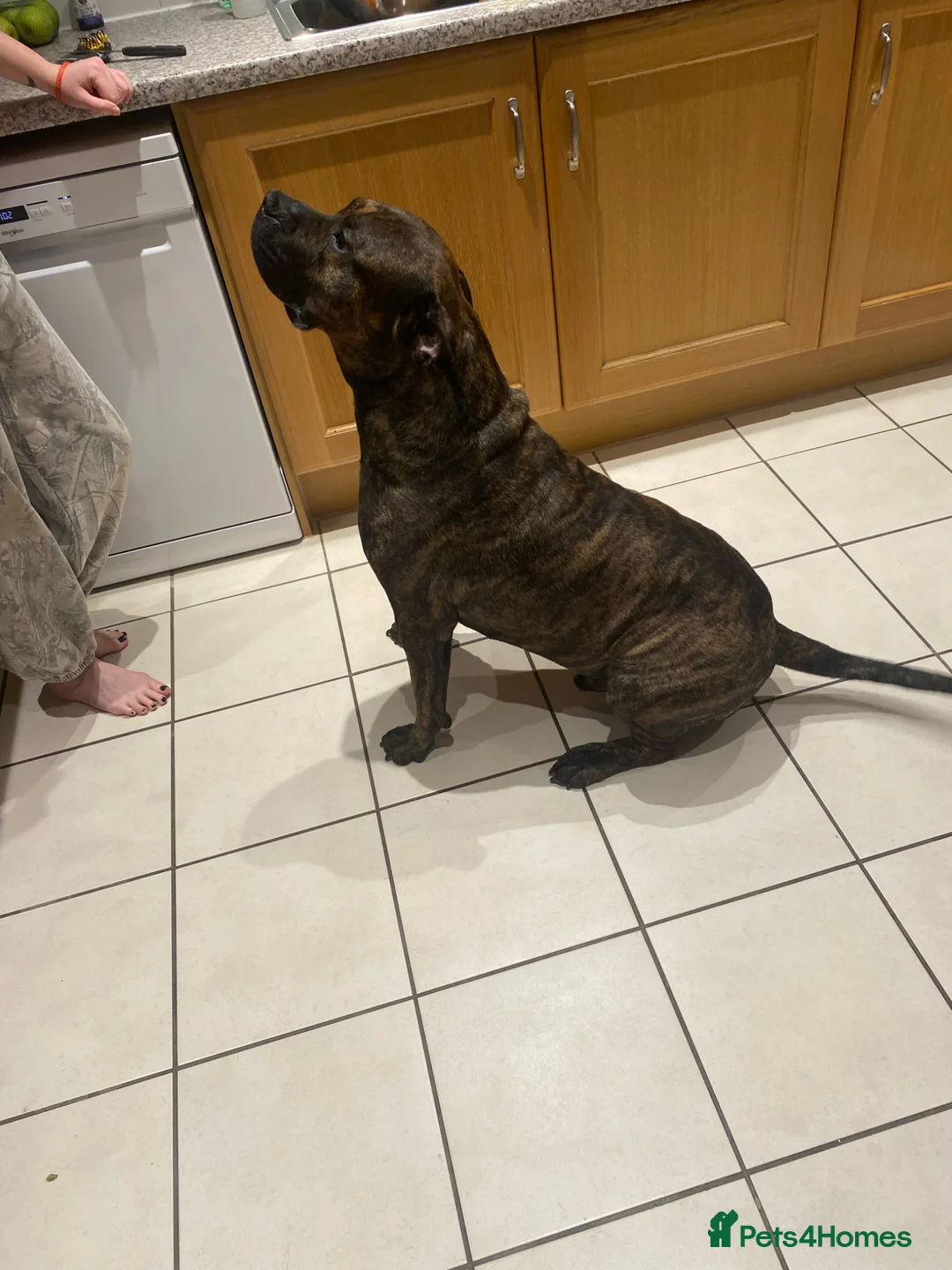 Presa Canario dogs for sale: 2 year old - Rex in Brandon - Advert 3