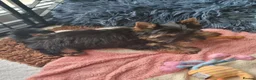 Yorkshire Terrier dogs for sale: Yorkshire terrier pups - Advert 7