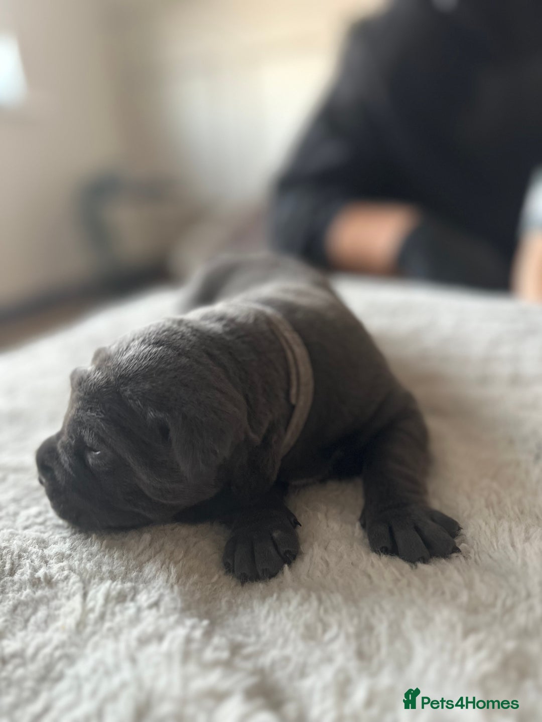 Cane Corso dogs for sale: Lupo D’Italia Kennels - Advert 18