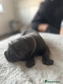 Cane Corso Puppy 9- Female - Athena (Nicknamed)