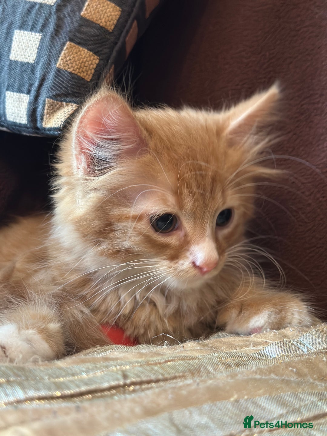 Mixed Breed cats for sale: Stunning kittens ready now - Image 7