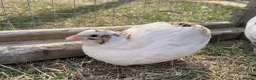 Quail poultry for sale: Piebald and Mixed Colours Coturnix Quails  - Advert 3