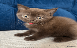 British Shorthair cats for sale: British shorthair kitten - Image 10