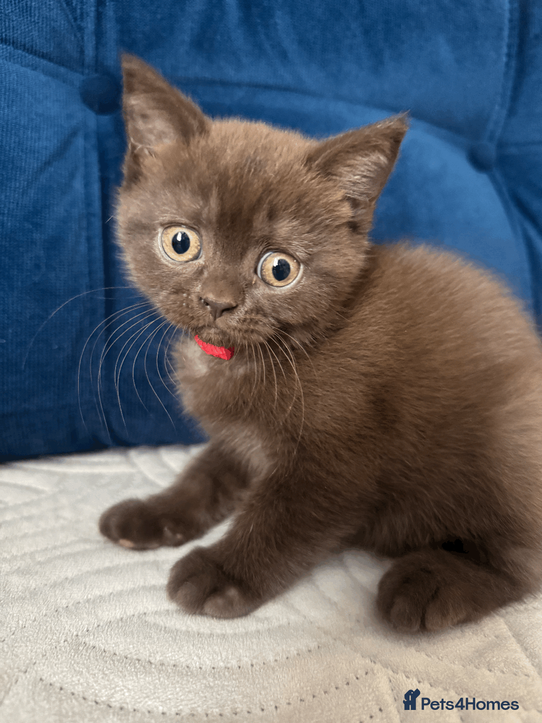 British Shorthair cats for sale: British shorthair kitten - Image 10