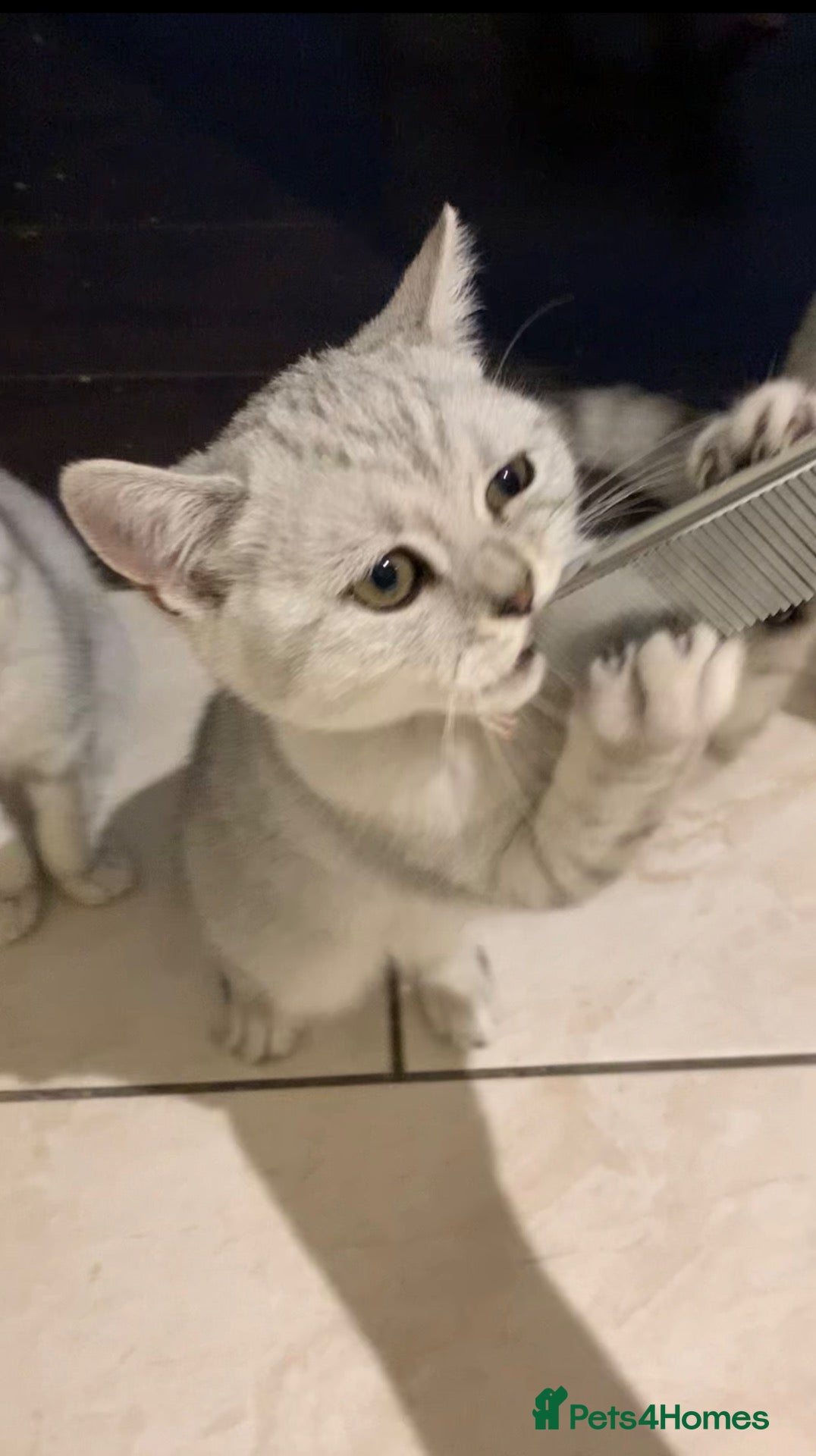 British Shorthair cats for sale: Beautiful British Shorthair Babies 🤍 - Advert 2