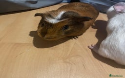 Guinea Pig rodents for sale: Two male guinea pigs - Image 4