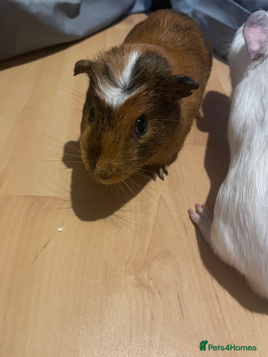 Guinea Pig rodents for sale: Two male guinea pigs - Image 4