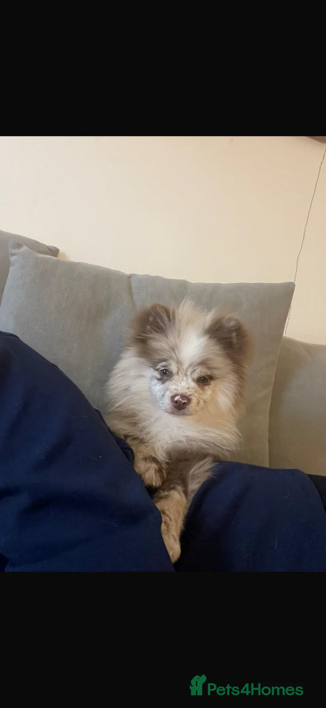 Pomeranian dogs for sale: Puppy’s due in 3 weeks  - Advert 9