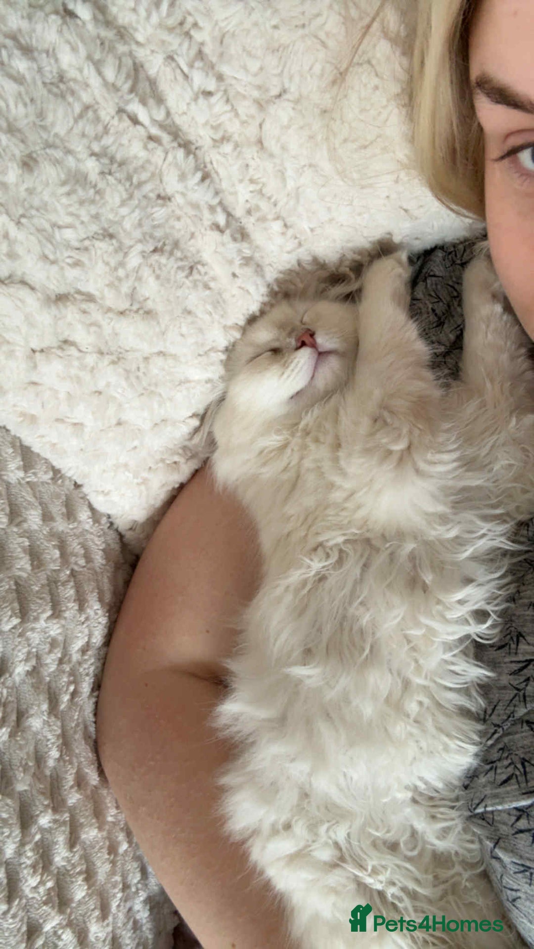 Ragdoll cats for sale: Cherubim Ragdoll Lilac Tabby male kitten - Image 10