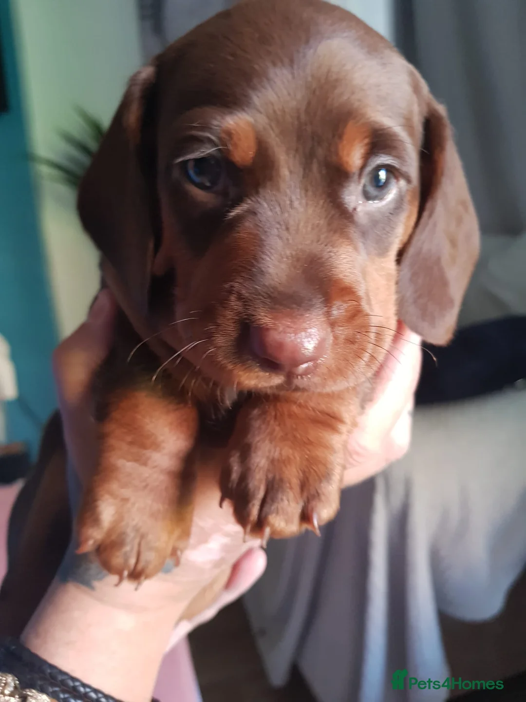 Dachshund dogs for sale: Make chocolate and tan  - Advert 2