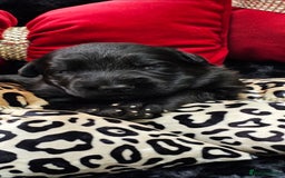 German Shepherd dogs for sale: BOTH PARENTS ARE ALL DNA TESTS CLEAR  - Image 1