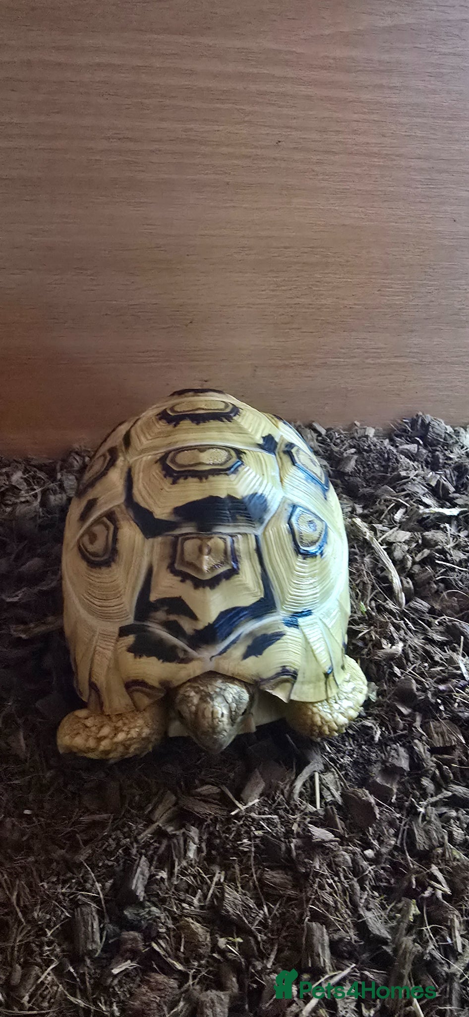 Tortoise reptiles for sale: Leopard tortoise  - Advert 2
