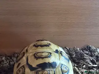 Tortoise reptiles for sale: Leopard tortoise - Advert 2