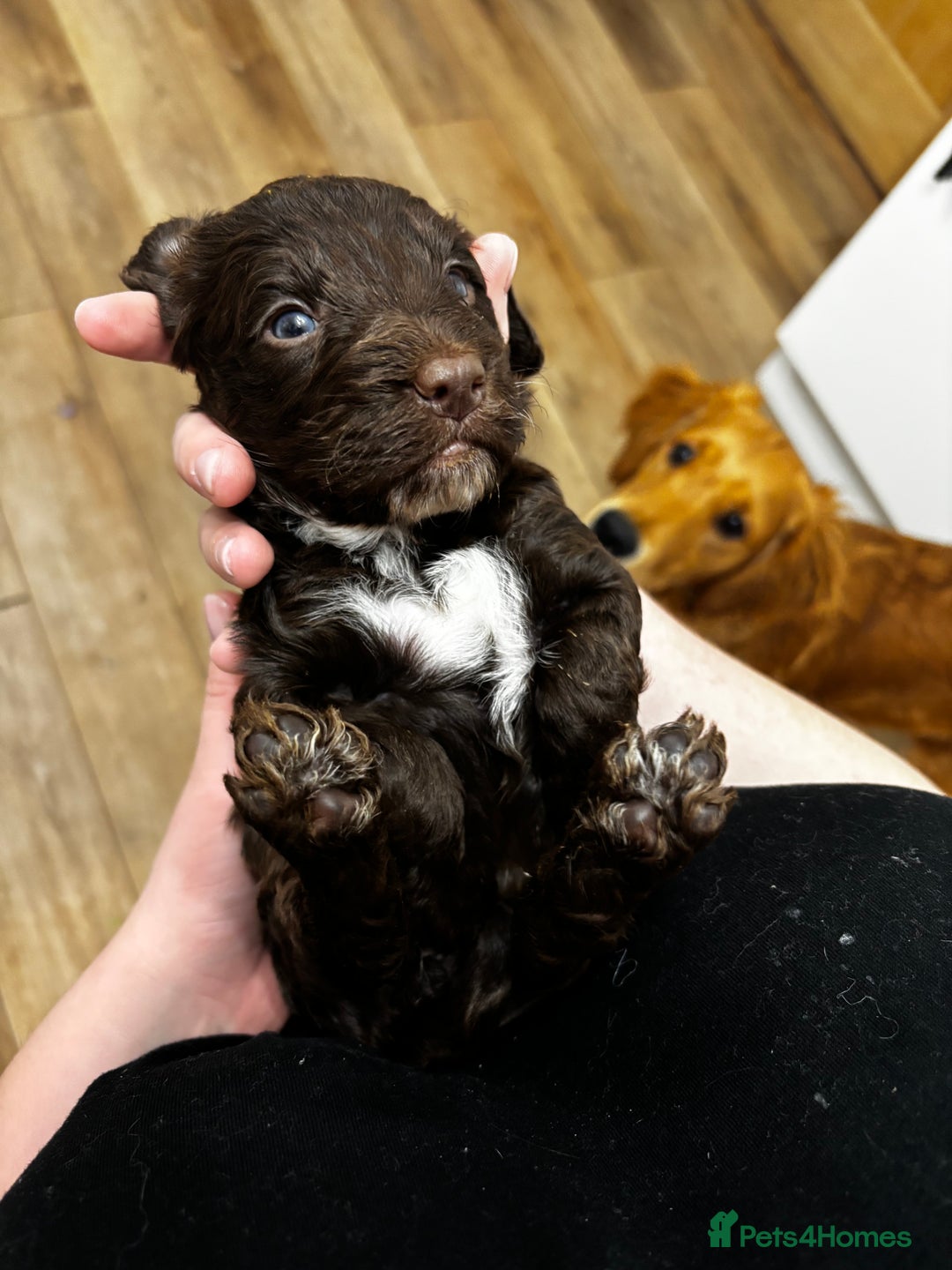 Cockapoo dogs for sale: Cockapoos - Advert 11