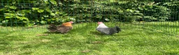Chickens poultry for sale: Silver and gold Campine hens - Advert 1