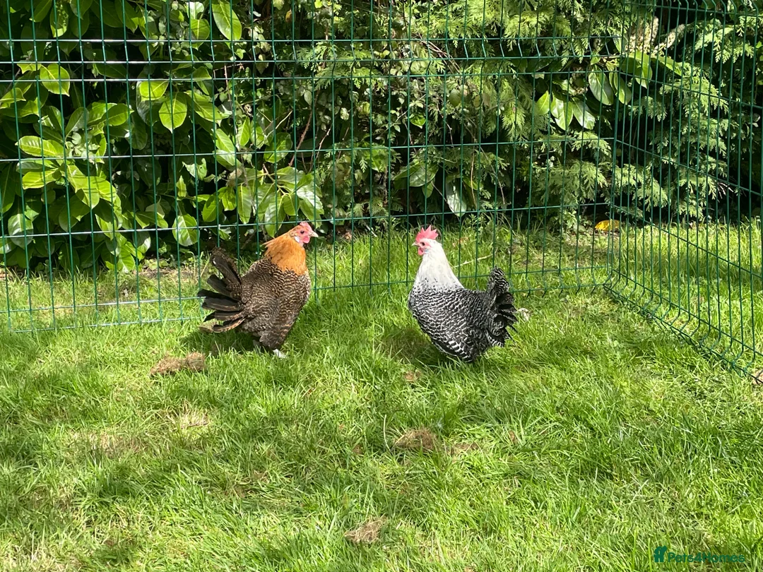 Chickens poultry for sale: Silver and gold Campine hens - Advert 1