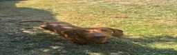 Miniature Dachshund dogs for sale: Ron is Needing a Home  - Advert 3