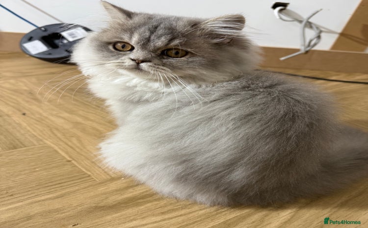 British Shorthair cats - Advert 4