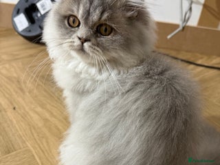 British Shorthair cats - Advert 28