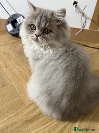 British Shorthair cats - Advert 4