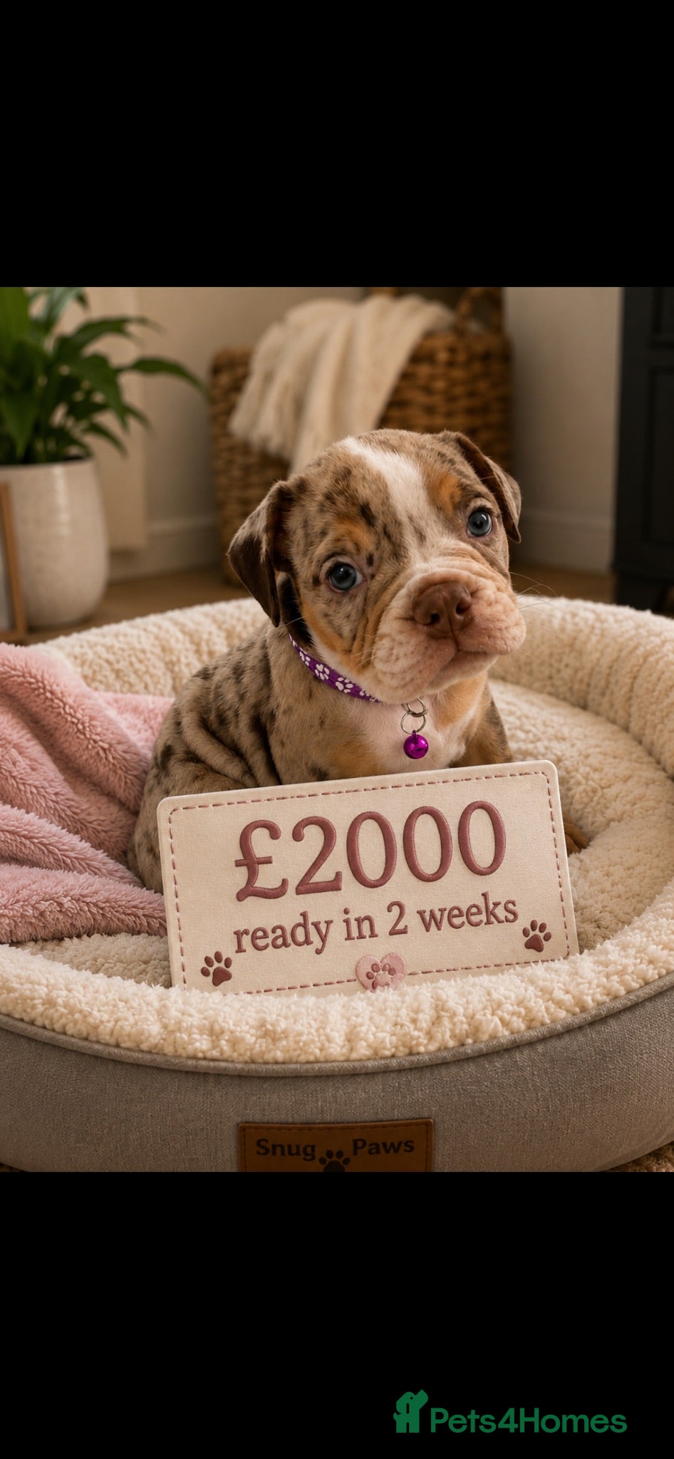 Dorset Olde Tyme Bulldogge dogs REDUCED⭐️olde English bulldog puppies ⭐️ - Advert 2