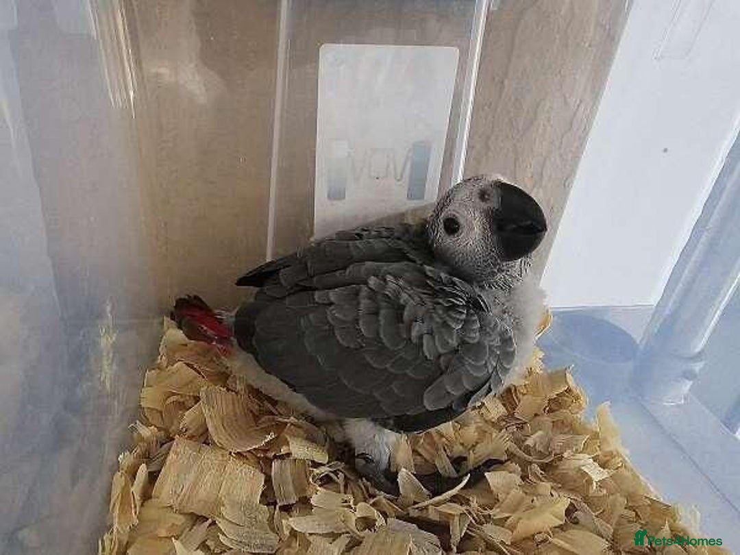 Parrots birds for sale: African Grey Baby - Image 2