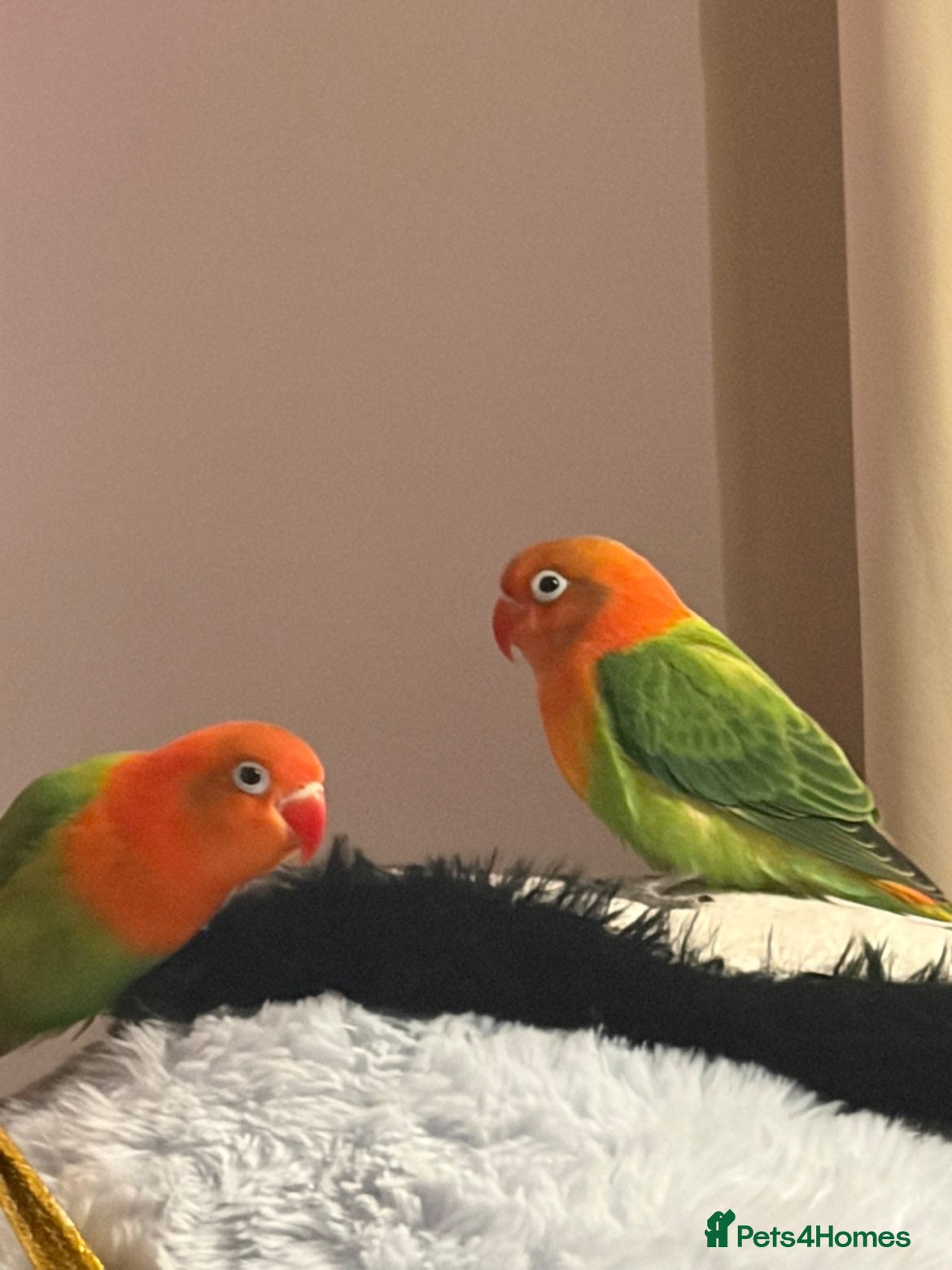 Lovebirds birds Two beautiful lovebirds!!!🦜 - Advert 1