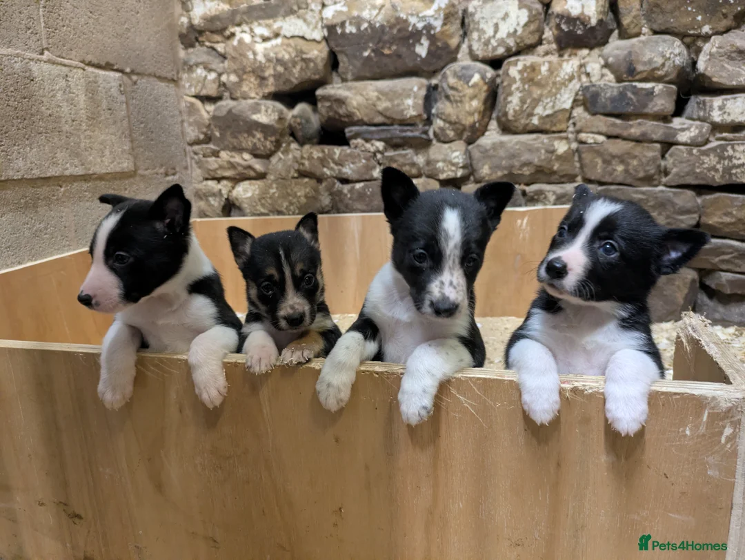 Border Collie dogs for sale: Registered Border Collie Puppies for sale - Advert 2