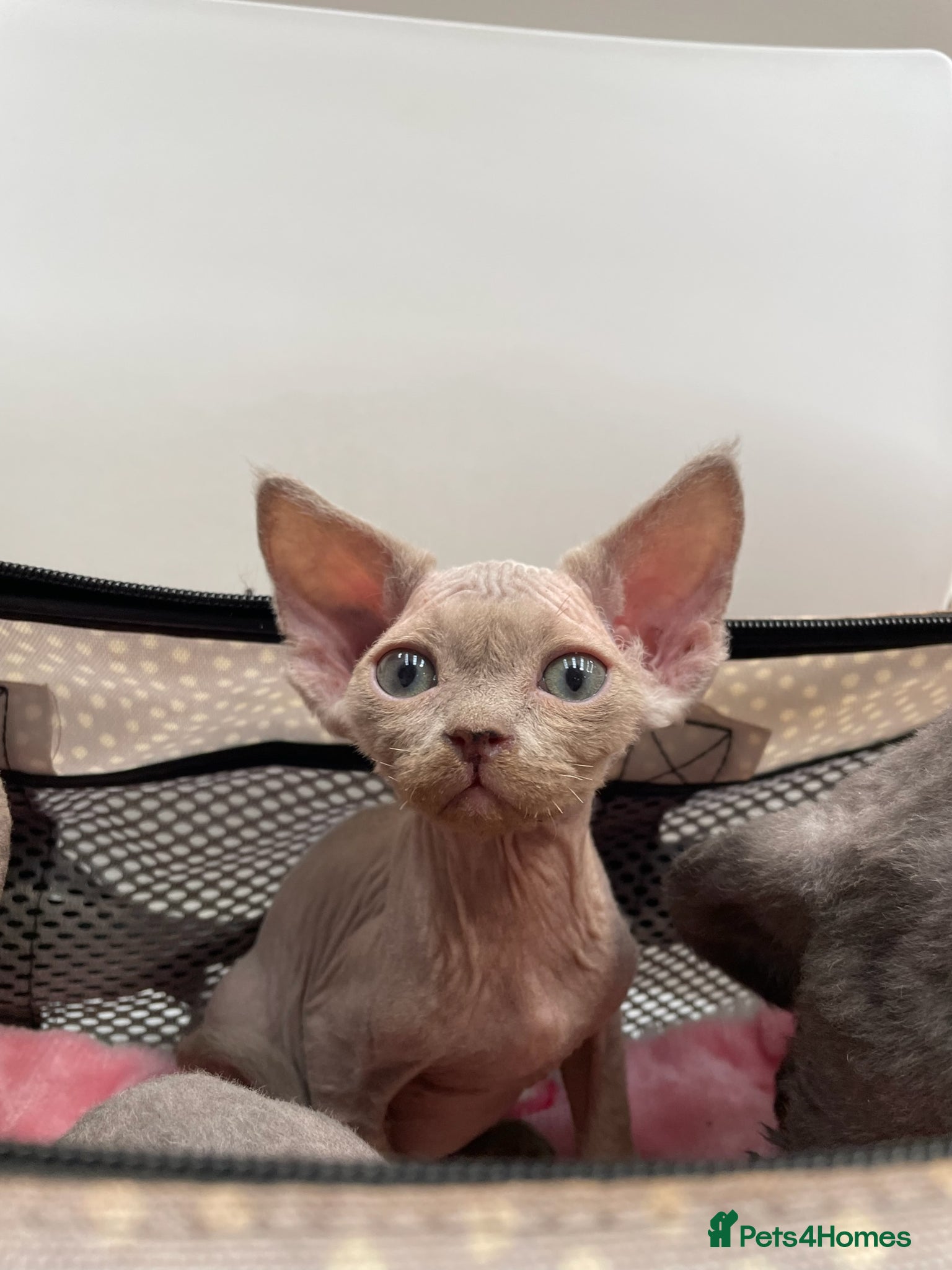 Devon Rex cats Stunningly beautiful  lilac boy - Advert 11