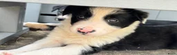 Border Collie dogs for sale: Gorgeous Collie Pups Mum ISDS Registered - Advert 7