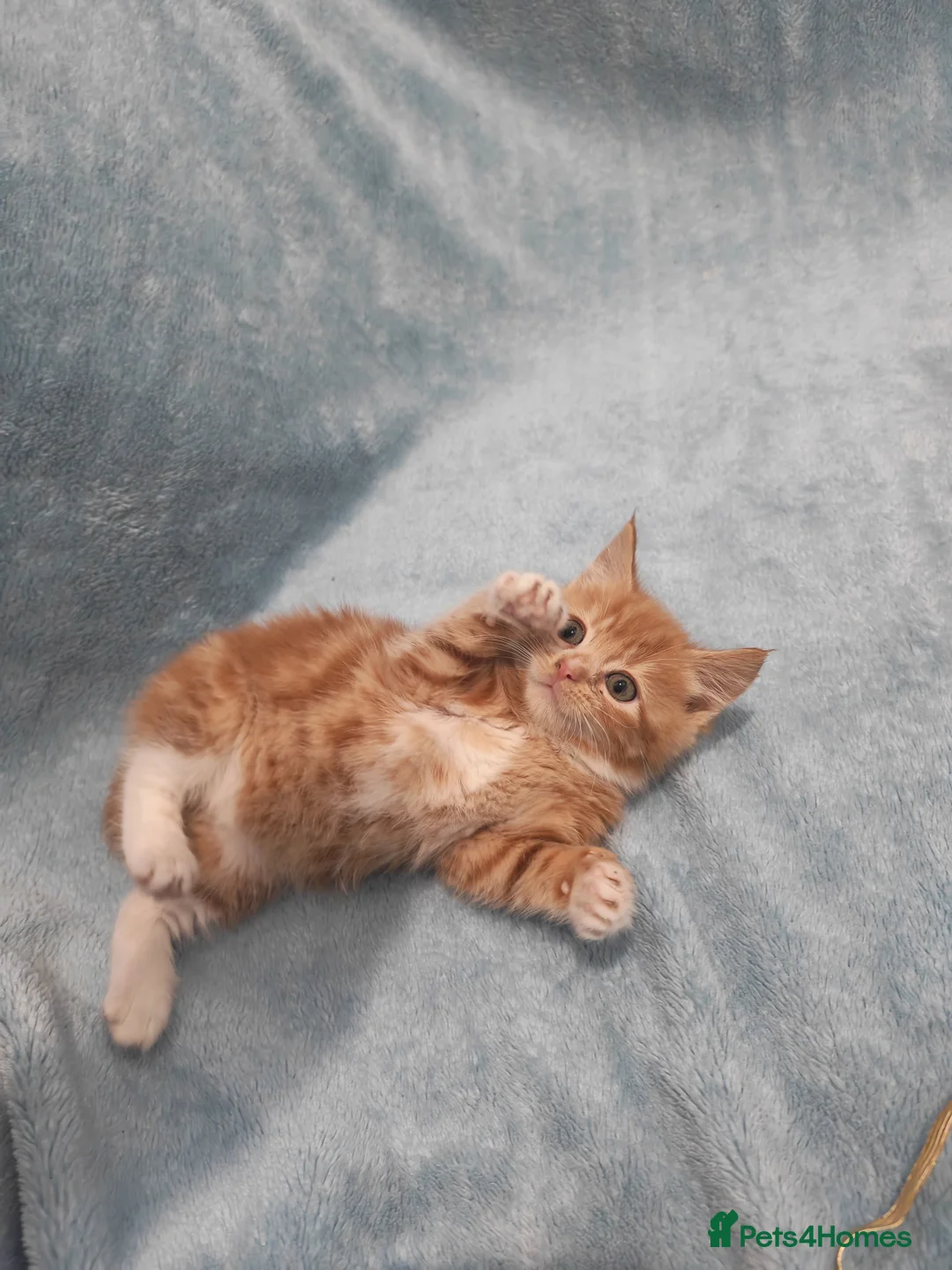 Mixed Breed cats for sale: Beautiful kittens VIDEOS - Advert 11