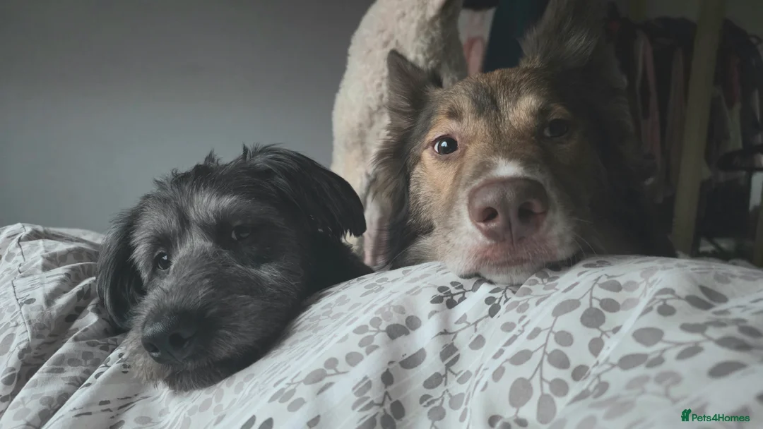 Mixed Breed dogs for sale: ☀️🌙Waiting list open🌙☀️ - Advert 39