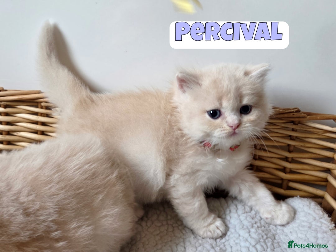 British Shorthair cats for sale: 🧡💙 British Longhair Babies 💙🧡 - Image 7