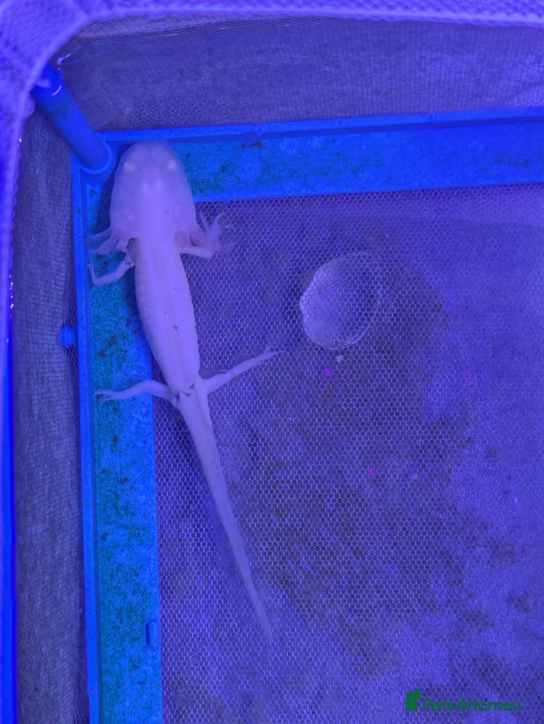 Axolotl reptiles for sale: Baby axolotl  in Wednesbury - Advert 2