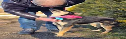 Mixed Breed dogs for adoption: ❤️🐶 CHLOE – THE DOG FOSTERS FALL IN LOVE WITH in Burton-on-Trent - Advert 15