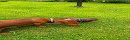 Miniature Dachshund dogs for sale: Beautiful Miniature Dachshunds 🐾 in Wednesbury - Advert 6