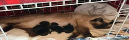 Ragcoon cats for sale: Black Smoke Ragcoon Kittens in Dunfermline - Advert 3