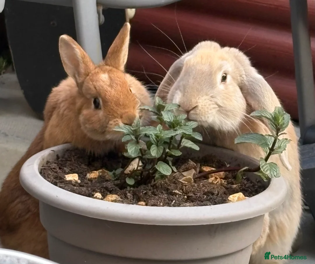 Netherland Dwarf rabbits for sale: Male netherland dwarf needing a loving home - Advert 5