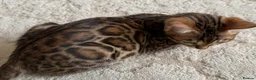 Bengal cats for sale: Pure Pedigree Bengal Kittens - Advert 16