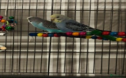 Budgerigars birds for sale: 2 budgies with full set up  - Image 2
