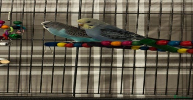 Budgerigars birds - Advert 9